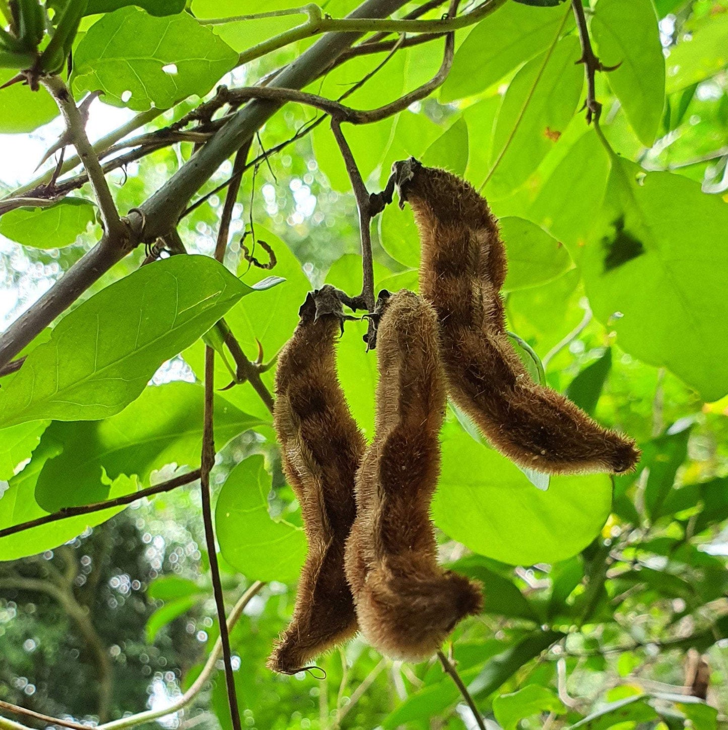 Mucuna Pruriens Herb | Velvet Bean | Cowitch | Origin: Jamaica | 4 oz