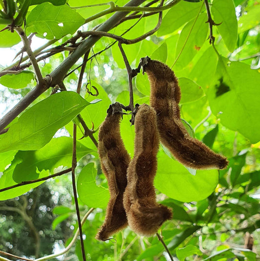 Mucuna Pruriens Herb | Velvet Bean | Cowitch | Origin: Jamaica | 4 oz