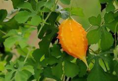 Jamaican Cerasee | Slimming Tea Powder | Blood Detox | Bitter Melon | Momordica charantia